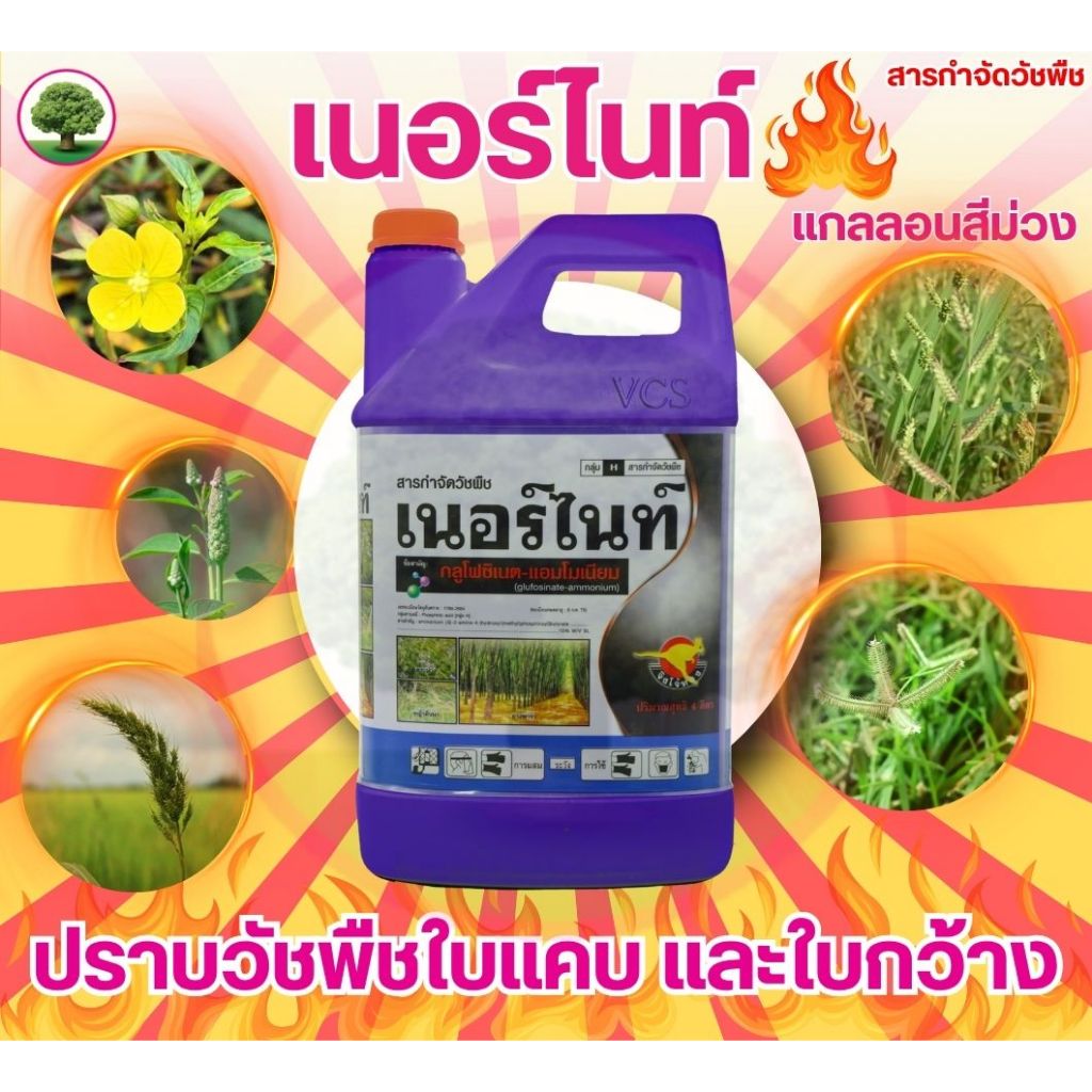 เนอร์ไนท์ขนาด4 ลิตร แกลลอนม่วง กลูโฟซิเนตแอมโมเนียม15% ตราจิงโจ้ทอง