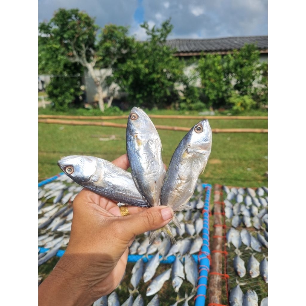 ปลาตัวละ3บาท ปลาทูหอม ชาวบ้าน อร่อย ทำสดใหม่