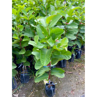 ต้นฝรั่งหงเป่าสือพันธุ์แท้100% ฝรั่งไส้แดง ทาบกิ่ง ( สูง 70-90cm) หวาน กรอบ อร่อย กลิ่นหอม ติดผลไว พร้อมปลูก