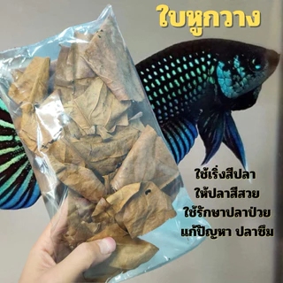 ใบหูกวาง 🐟 ดูแล รักษา ปลากัด 5ถุงแถม1