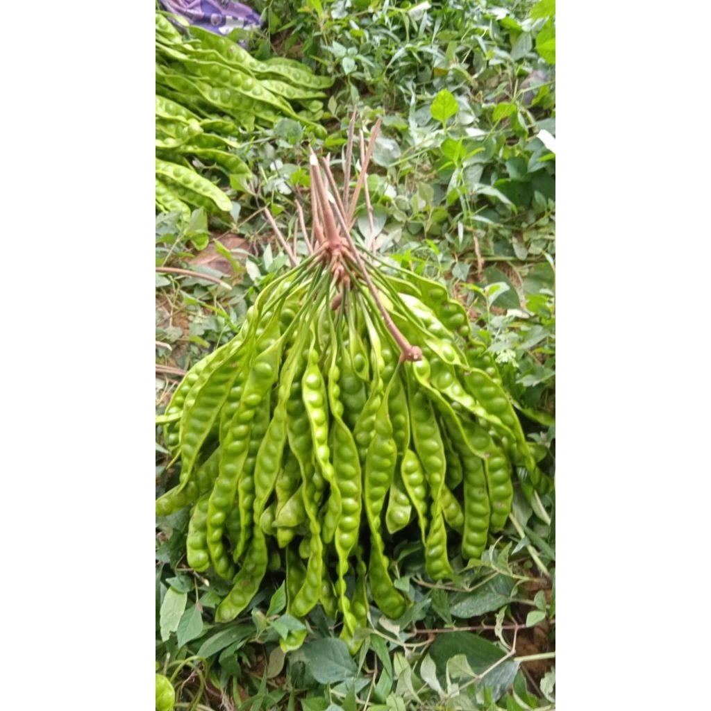 สะตอข้าว (ชุด34ฝัก510บาท)