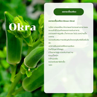 ผงกระเจี๊ยบเขียว ( Okra Powder ) ขนาด 100 กรัม