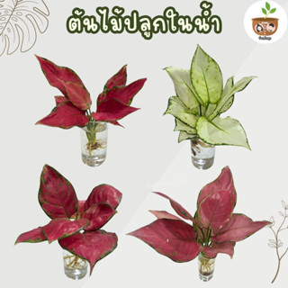 ต้นไม้เลี้ยงในน้ำ ตระกูลอโกลนีมา ชุด 4 จัดส่งที่ 2 ต้นขึ้นไป…