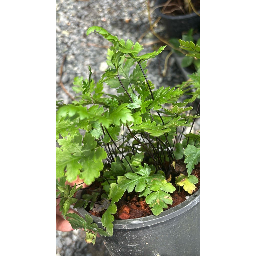 เฟินก้านดำใบเล็ก  Bush Maidenhair Fern/Common Maidenhair Fern ชื่อวิทยาศาสตร์: Adiantum aethiopicum L. - รูปที่ 5