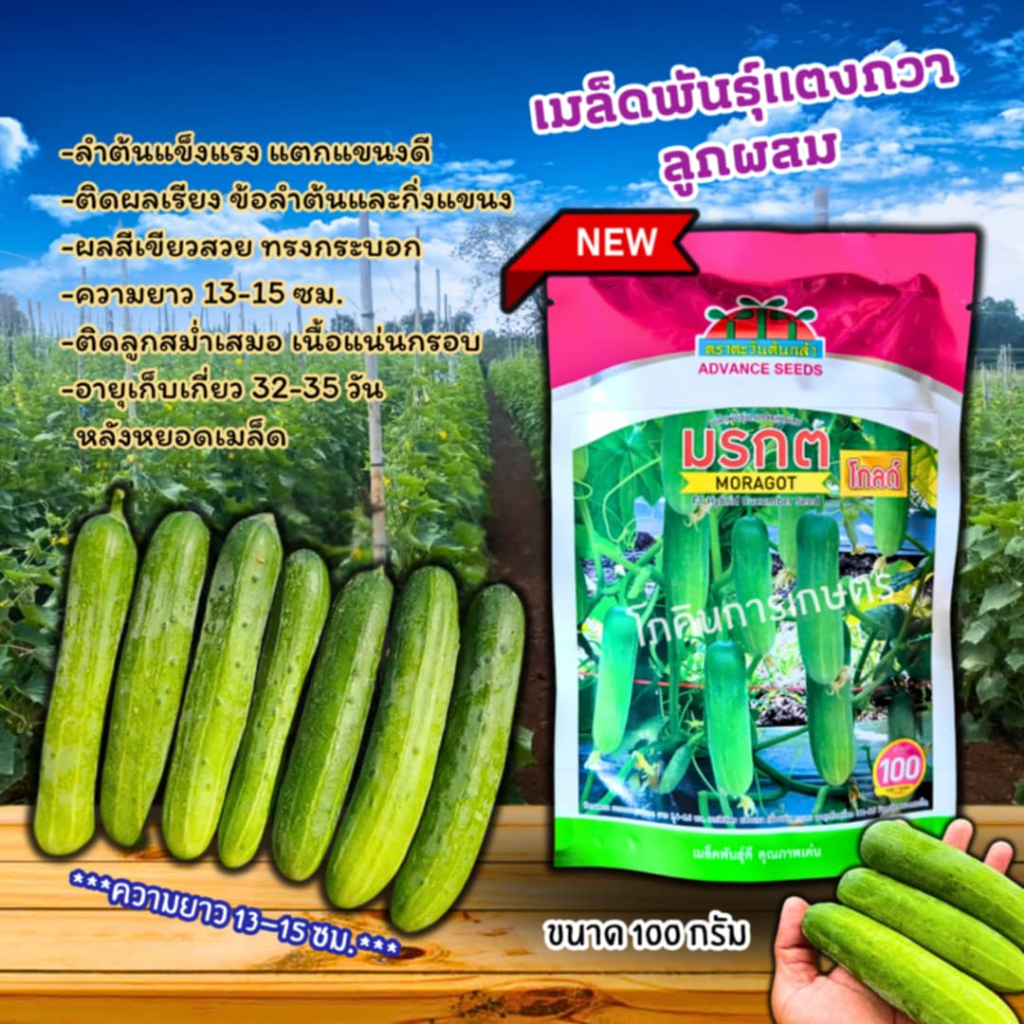 เมล็ดพันธุ์แตงกวามรกต โกลด์ (ตราตะวันต้นกล้า) ขนาด 100 กรัม