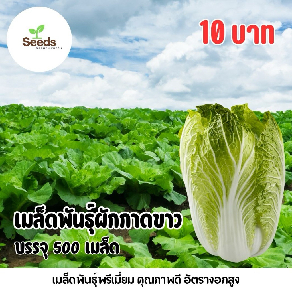 เมล็ดพันธุ์ผักกาดขาว บรรจุ 500 เมล็ด/ซอง
