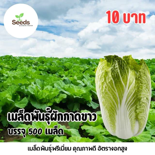 เมล็ดพันธุ์ผักกาดขาว บรรจุ 500 เมล็ด/ซอง