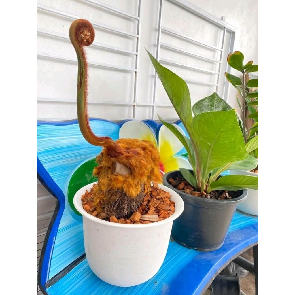 ต้นไก่ทอง1หัวพันธุ์หายากนำไปลงกระถางเอง