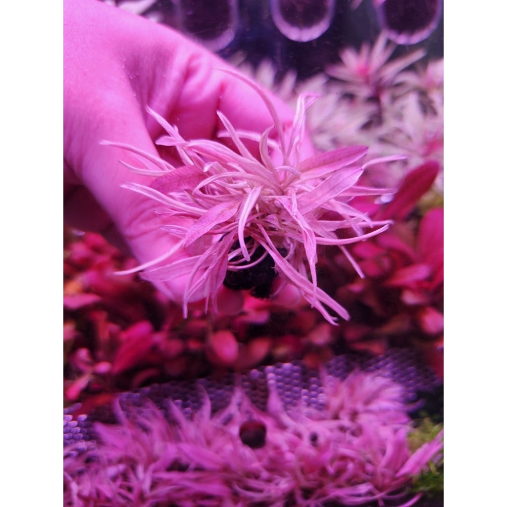 คลิปฟลามิงโก วาบิ (Cryptocoryne sp.