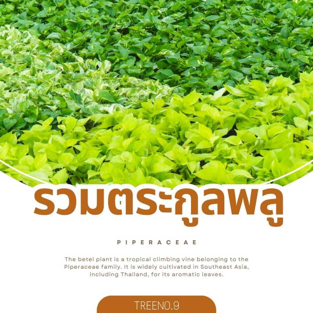 Treeno.9 T34 รวมตระกูลพลู พลูฉลุ พลูทอง พลูเขียว / กระถาง 4 นิ้ว / สูง 30-40 ซม. / ไม้ฟอกอากาศ ไม้มงคล
