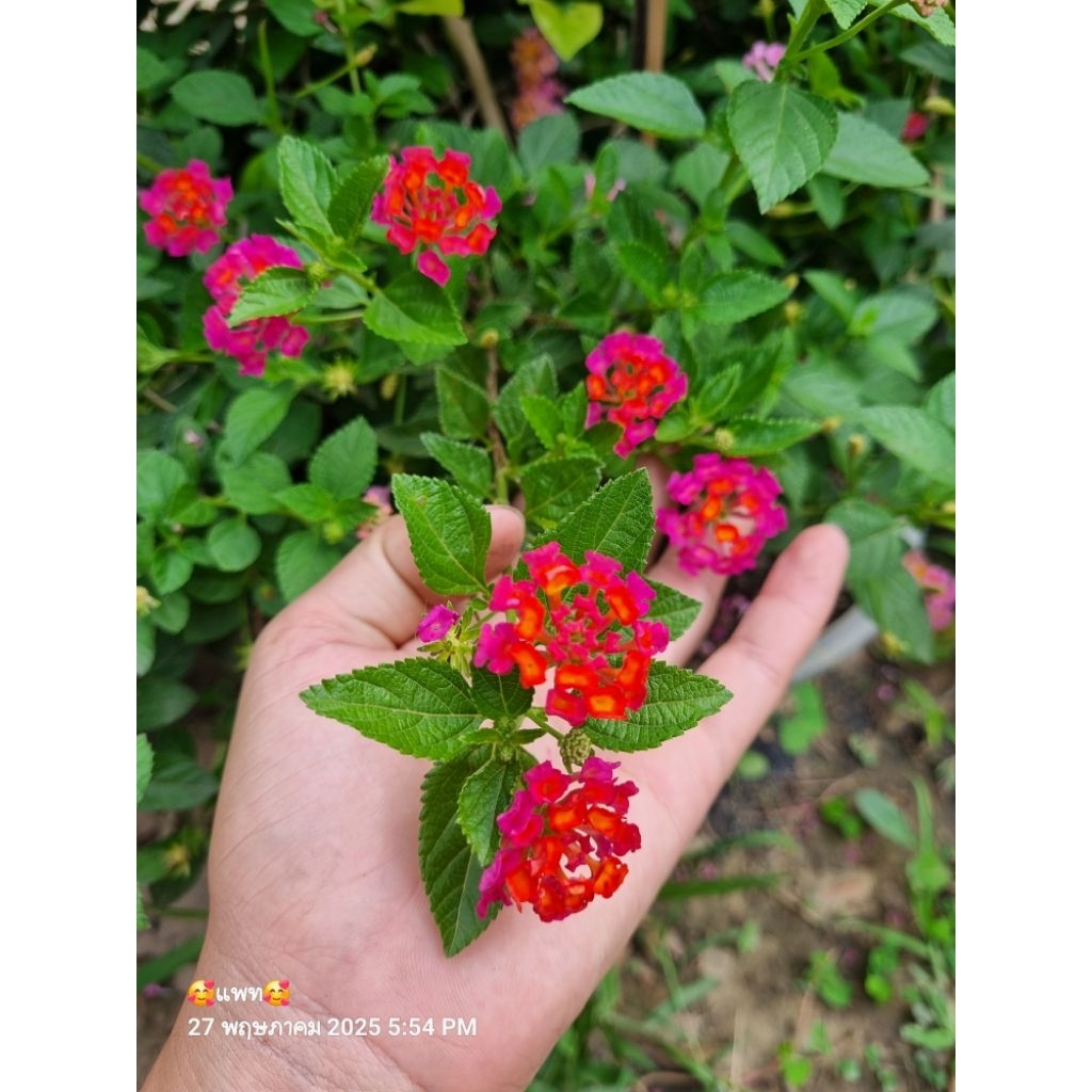 ต้นดอกผกากรองสีแดงอมส้มสีหายาก 1 ต้นถุงดำเล็ก ไม้ดอก ไม้ประดับ🌱 ราคาถูก Shopee Lazada
