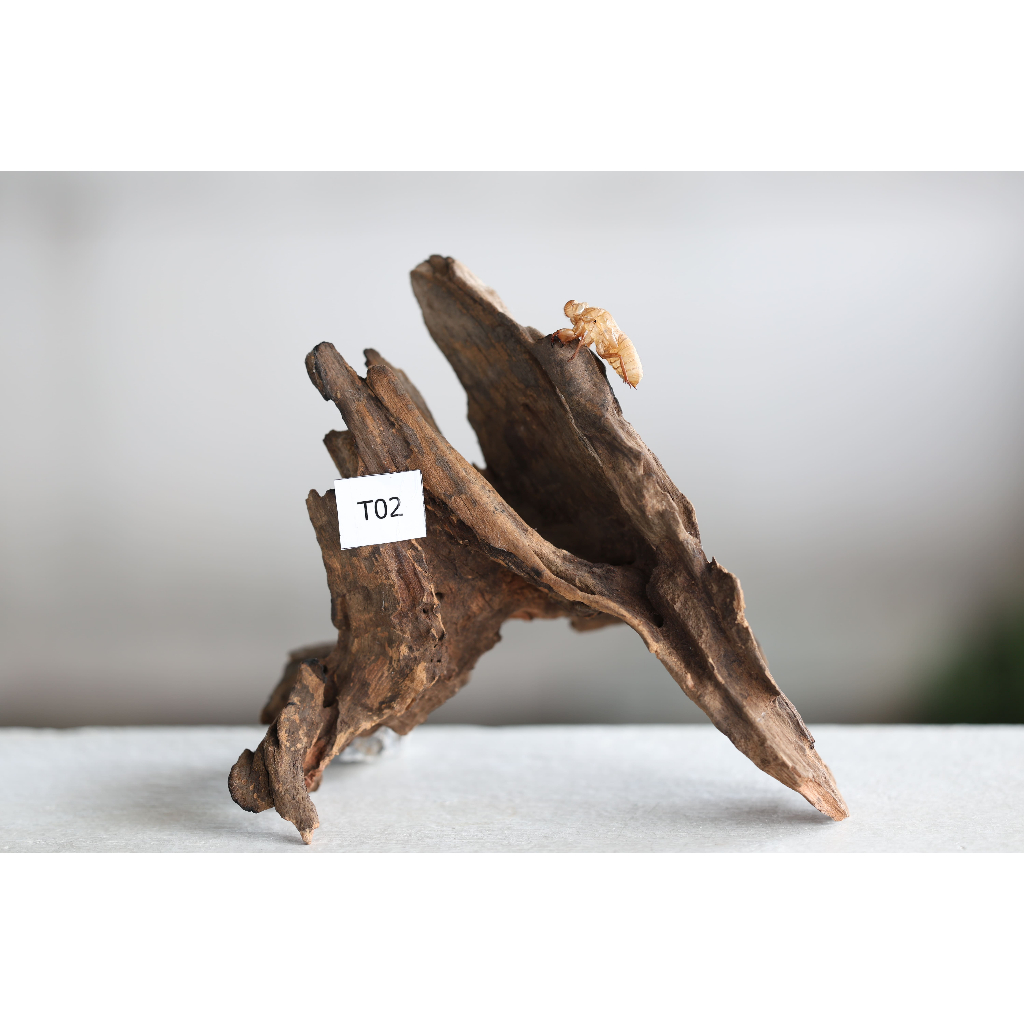 ตอไม้  Driftwood  ( คัดเกรด )  Set  T