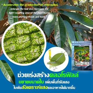 แมกนีเซียม ซัลเฟต ขนาด 1 Kg : ใบเขียว เข้ม ใหญ่ ดำ สร้างคลอโรฟิลล์ สังเคราะห์อาหารได้มากขึ้น