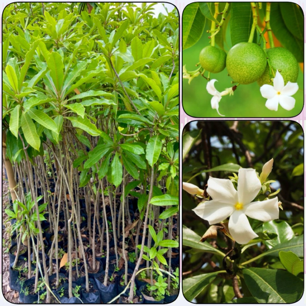 ต้นตีนเป็ดน้ำ หรือ ตีนเป็ดทะเล (สูง 90-100cm) ไม้มงคล ไม้ประดับ ดอกสวย หอมอ่อนๆ