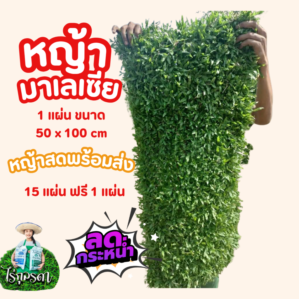 05 หญ้ามาเล ลดราคาสุดๆ มีแถม หญ้ามาเล เซีย ซื้อ15แถมฟรี1 หญ้าปูสนาม จัดสวน ที่ร่ม รำไร ขนาด50x100 cm