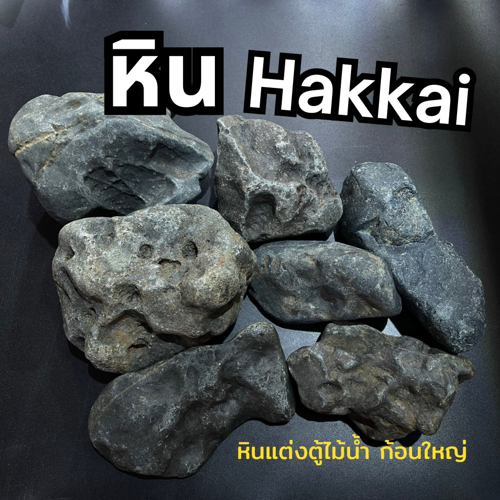 หิน Hakkai stone (หินก้อนใหญ่) หินตกแต่งตู้ไม้น้ำ หินตกแต่งตู้ปลา