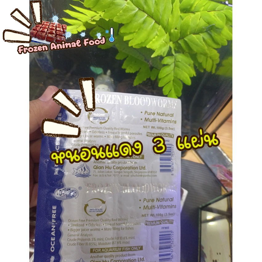 ราคาพิเศษ 🛒 3 แพ็ค หนอนแดงแช่แข็ง OCEAN FREE เกรดพรีเมี่ยม หนอนตัวใหญ่ สด ปราศจากปรสิตที่ทำให้เกิดโรค อาหารปลาและกุ้ง