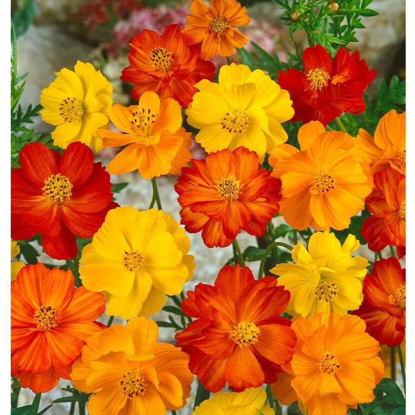 ดาวกระจาย สีส้ม สีเหลือง Cosmos sulphureus Cav. , Mexican aster