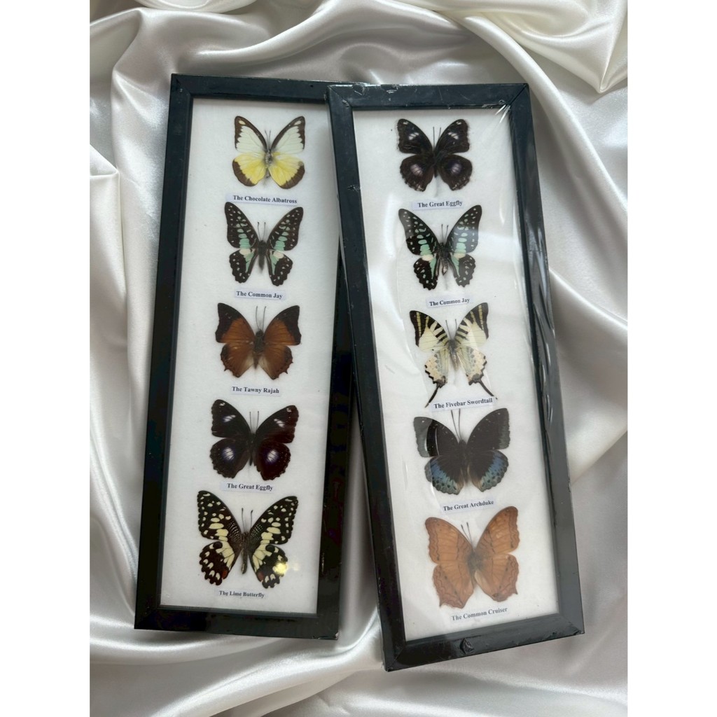 รวมผีเสื้อ 5 ตัว // A set of 5 mounted butterflies