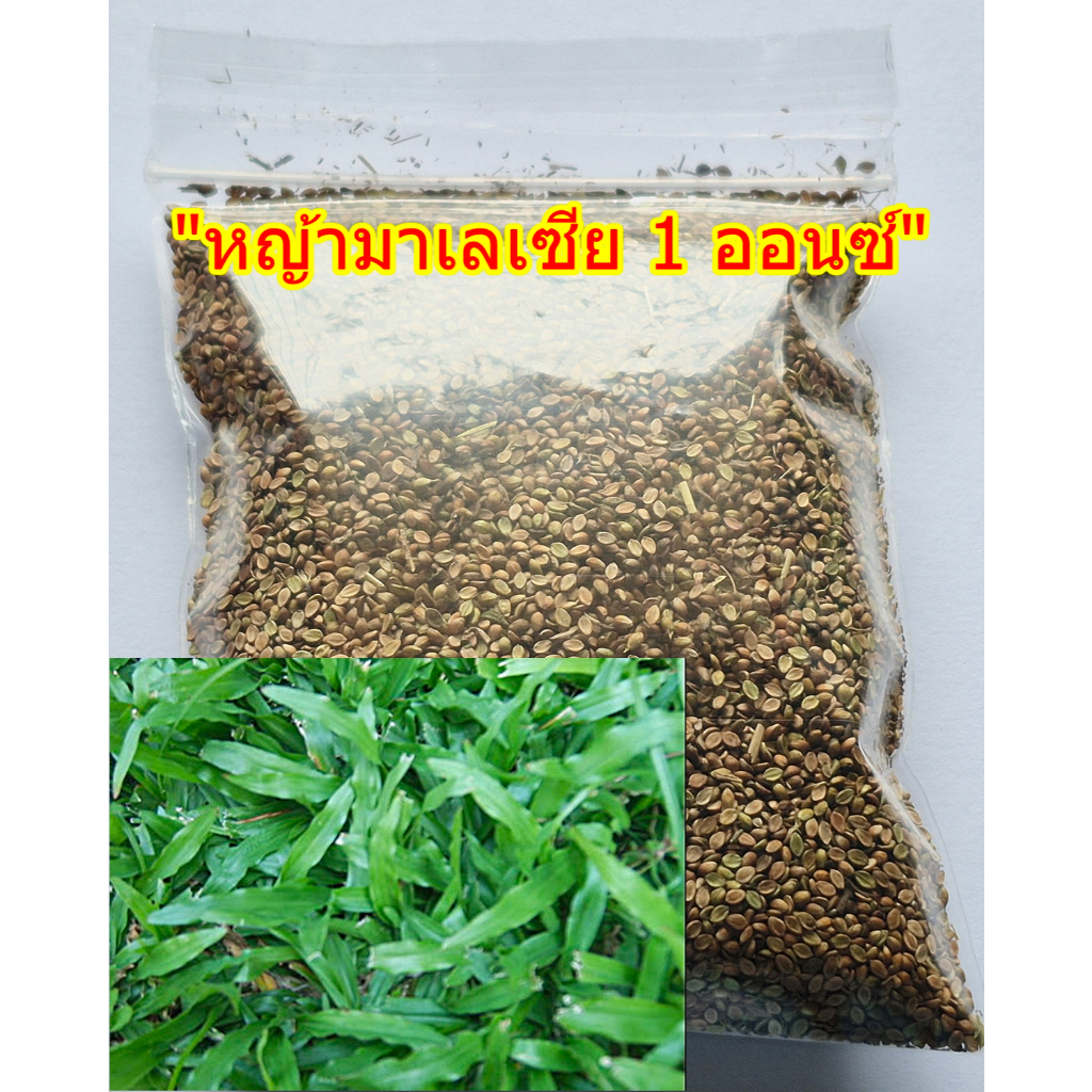 ขายส่ง เมล็ดหญ้ามาเลเซีย Tropical Carpet grass Savanna Grass หญ้าเห็บ หญ้าไผ่ หญ้าปูสนาม สนามหญ้า พืชตระกูลหญ้า 1 ออนซ์