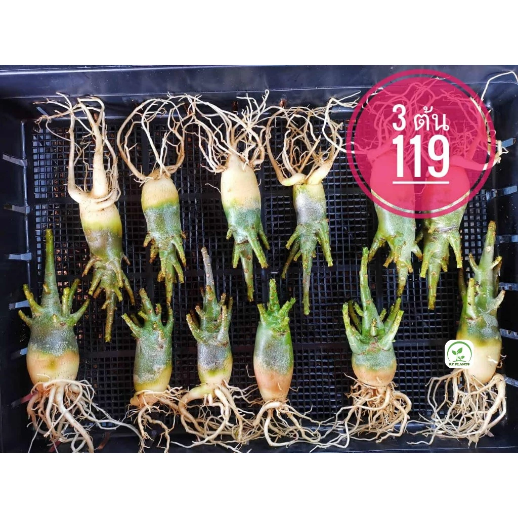 ต้นชวนชม พันธุ์ยักษ์อะราบิคัม กิ่งข้างเยอะ 3 ต้น 119 บาท ขนาดโขด 1-1.5 นิ้ว