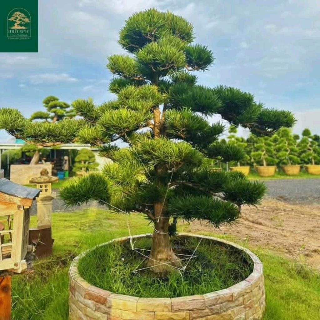 สนใบพาย 1 ต้นถุงดำเล็กประมาณ 10 ซม.ขายกันทั่วไป40฿+ไม่ล้อม