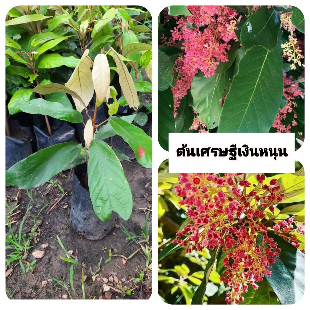 ต้นเศรษฐีเงินหนุน เศรษฐีเงินหนุน ขนาด 60-80 ซม