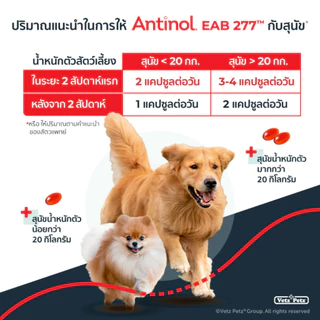 Antinol Dog แอนทินอล อาหารเสริมไขมัน บำรุงข้อ สำหรับสุนัข 5 กล่อง (300 เม็ด) Vetz Petz
