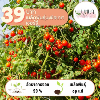 เมล็ดพันธุ์มะเขือเทศเชอร์รี่ 39บาท 100เมล็ด