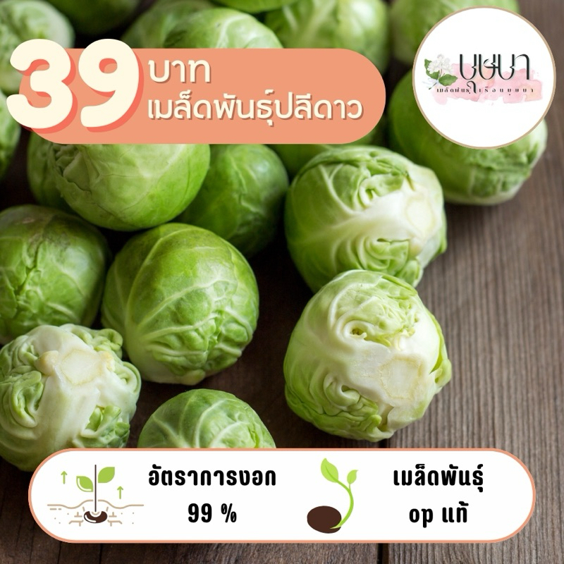 เมล็ดพันธุ์กระหล่ำปลีดาว 39บาท 250เมล็ด
