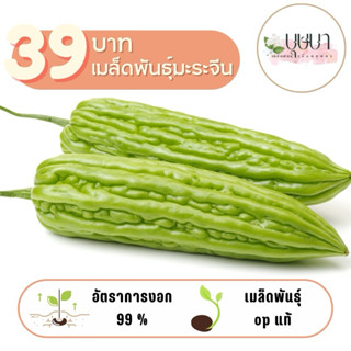 เมล็ดพันธุ์มะระจีนใหญ่ 39บาท 25เมล็ด