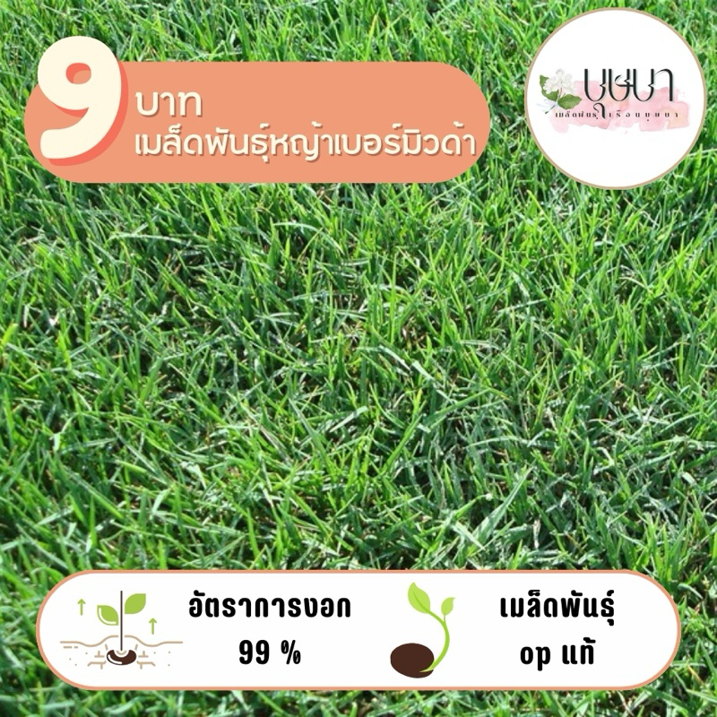 เมล็ดพันธุ์หญ้าเบอร์มิวด้า 9บาท 15,000เมล็ด