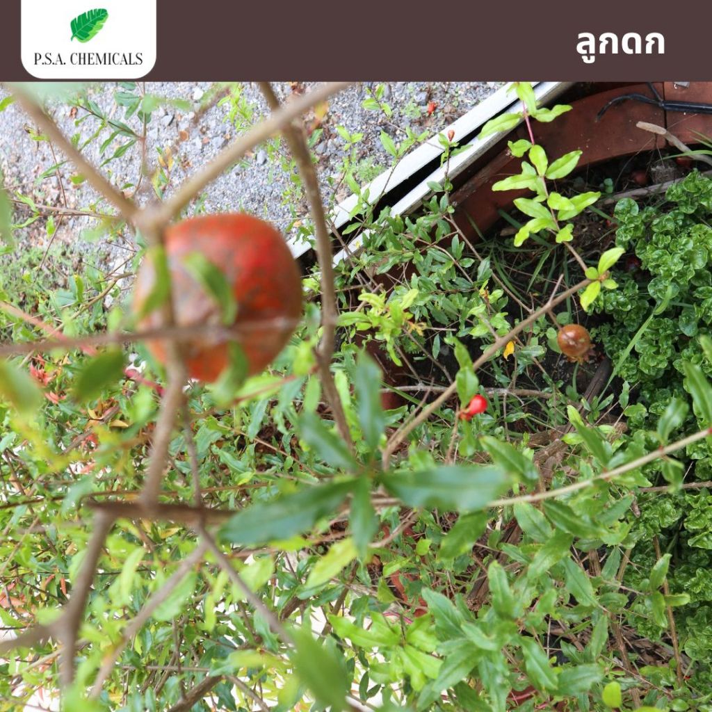 น้ำหมักปลาทะเลเข้มข้น จุลินทรีย์ (ปลา) หมักมานานเกิน 1 ปี กลิ่นไม่เหม็นฉุน ช่วยบำรุงต้น ลูกดก โตไว - รูปที่ 4