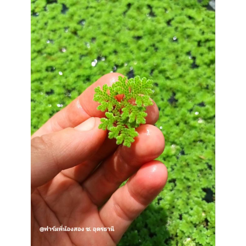 แหนแดงไมโครฟิลล่า พืชน้ำใช้เป็นอาหารสัตว์