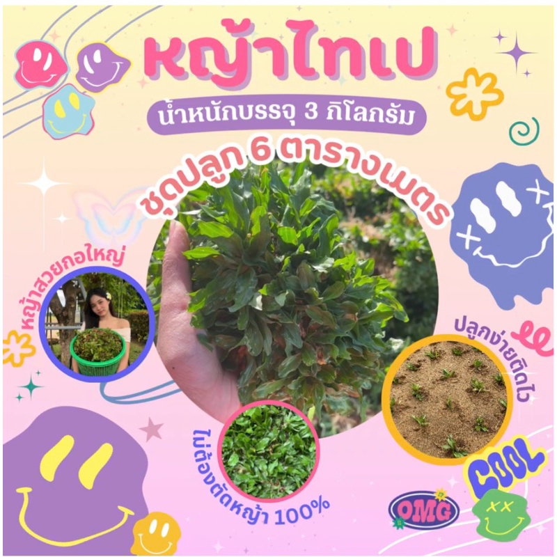 หญ้าไทเป ชุดปลูก 6 ตารางเมตร แซะใหม่ทุกวัน ของแท้ ส่งไว