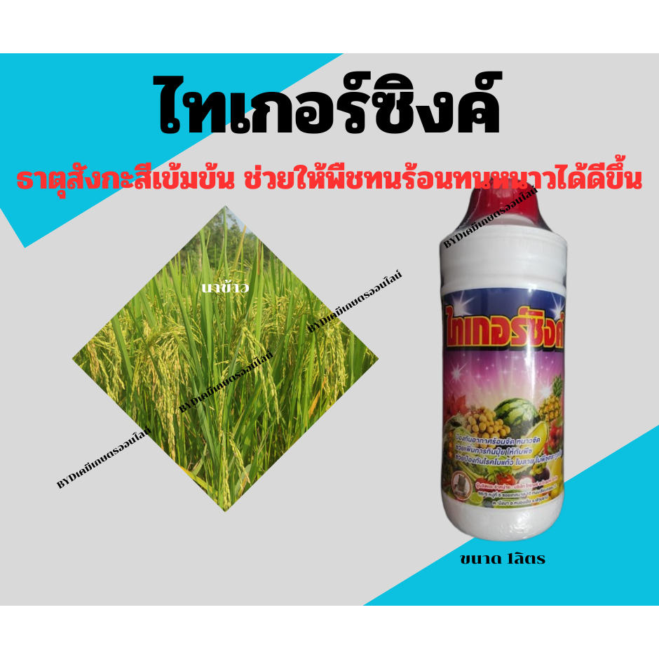 ไทเกอร์ซิงค์ ธาตุสังกะสี+แมกนีเซียม ขนาด1ลิตร ช่วยป้องกันพืชจากอากาศร้อนจัด หนาวจัด กระตุ้นให้พืชดูดใช้ปุ๋ยได้ดีขึ้น