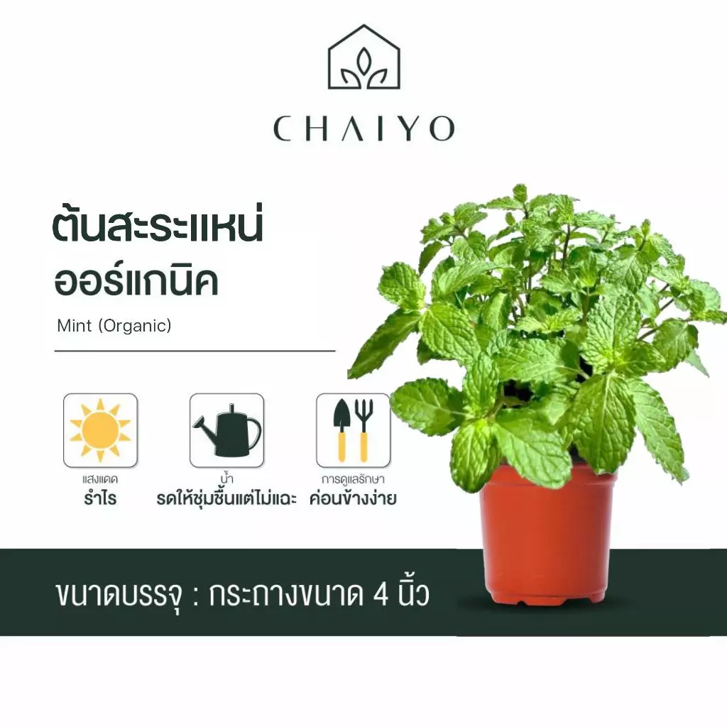 ต้นสะระแหน่ ออร์แกนิค Thai Mint (Organic) กระถาง 4 นิ้ว และ 6 นิ้ว