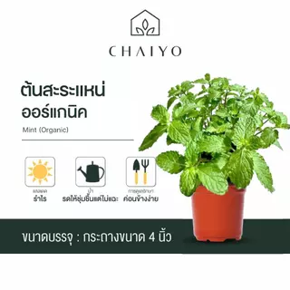 ต้นสะระแหน่ ออร์แกนิค Thai Mint (Organic) กระถาง 4 นิ้ว และ 6 นิ้ว