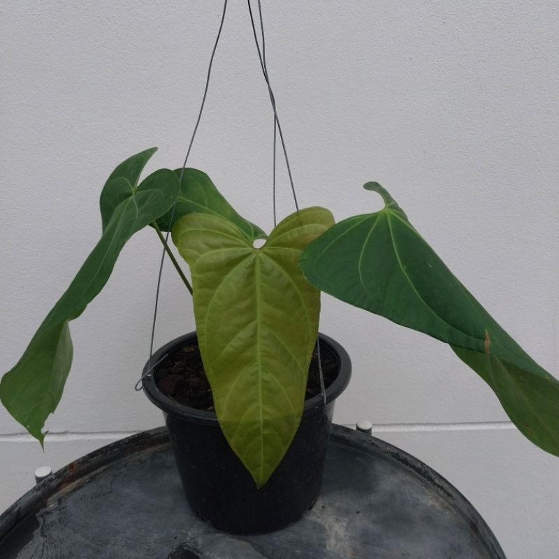 หน้าวัวหมาจู (ตัวแท้) Anthurium Subsignatum (Original) ไม้สะสม หายาก ได้ต้นตามภาพ