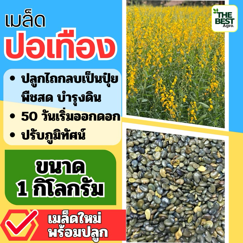 ปอเทือง เมล็ดปอเทือง 1 กิโลกรัม(รับประกันการงอก)พร้อมปลูก
