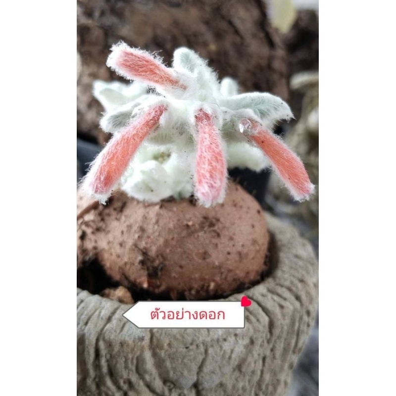 Sinningia leucotricha(ต้นหูแมวไม้โขดนำเข้า)