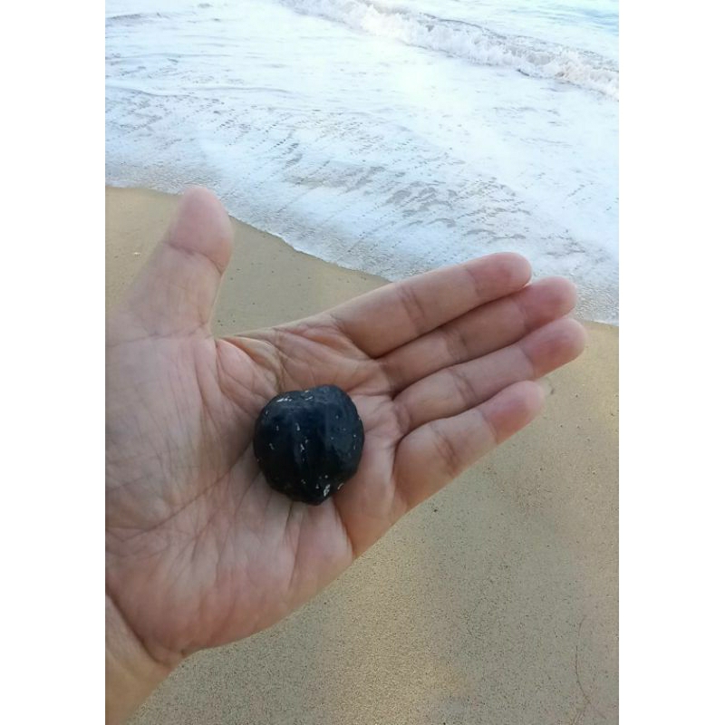 ลูกกัลปังหา ลูกกัลปังหาดำ สะดือทะเล มงคลทะเล..แห่งอันดามัน