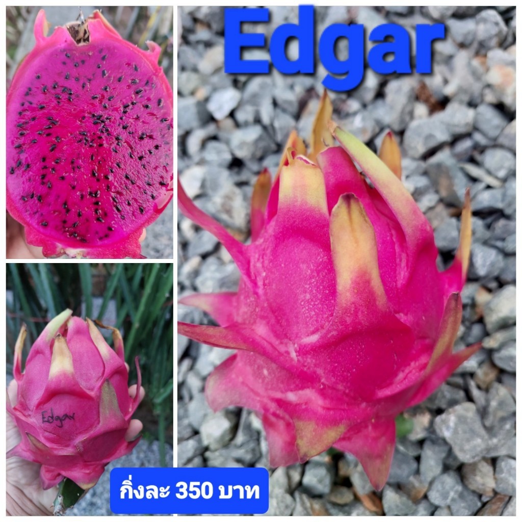 Edgar กิ่งพันธุ์แก้วมังกร