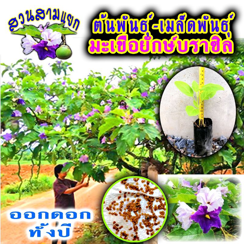 มะเขือยักษ์บราซิล มะเขือต้น มะเขือดอก