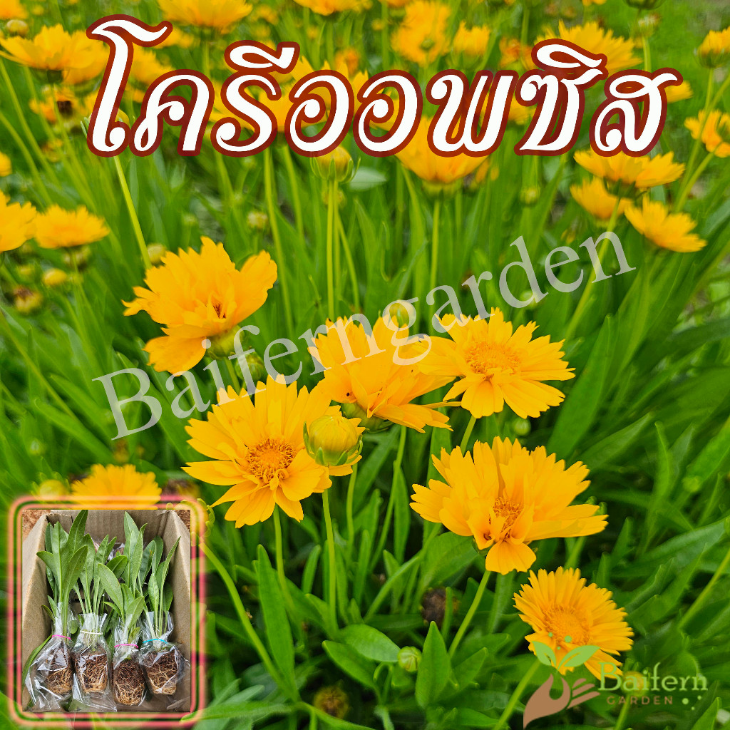 ต้นกล้าดอกโครีออพซิส ดอกไม้กินได้ สวยงามเลี้ยงง่าย