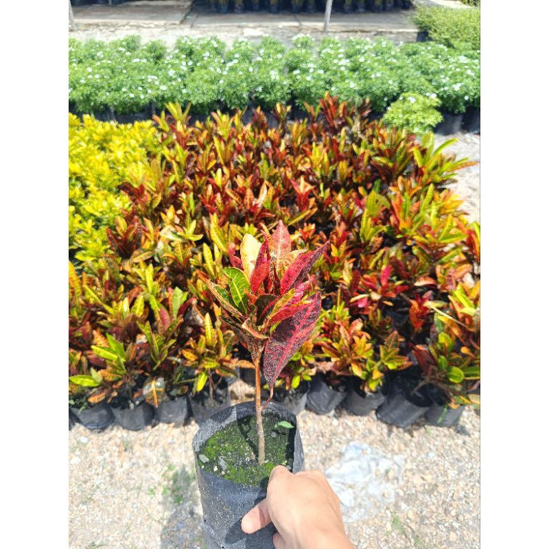 ต้นโกสนสาวเชียงใหม่  ไม้มงคล ถุง 4.5 นิ้ว