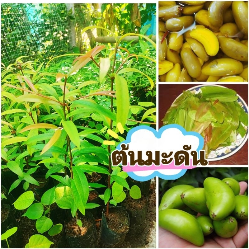 มะดันเขียวมรกตเเท้  พันธุ์เตี้ย ผลไม้รสเปรี้ยว รับประทานได้ทั้งผลเเละยอดอ่อน ต้นเเข็งเเรงพร้อมปลูก เสียหายยินดีเคลมฟรี