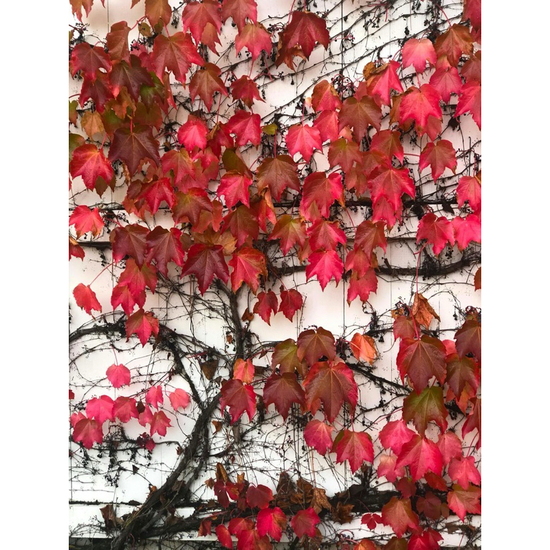 Boston Ivy ต้นไอวี่ สามแฉก