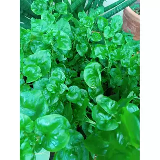 ต้นกล้า วอเตอร์เครส สีเขียว ราชินีผัก สำหรับคนรักสุขภาพ green watercress สลัดน้ำ กล้าละ 10บาท