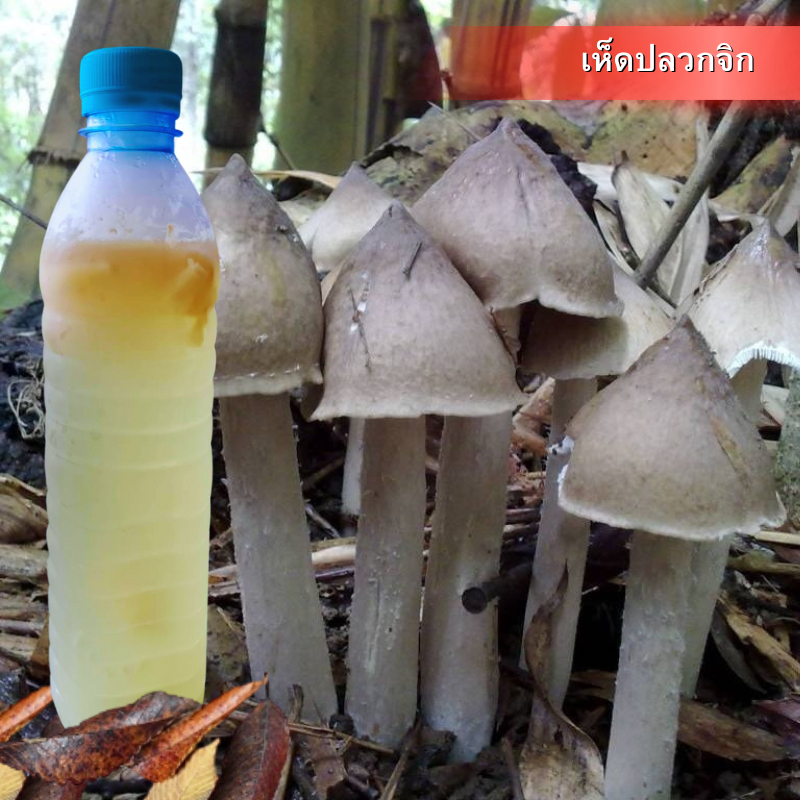 เชื้อเห็ด ปลวกจิก น้ำเชื้อเห็ดปลวกในสภาพปลอดเชื้อ เชื้อบริสุทธิ์ เส้นใยแข็งแรง